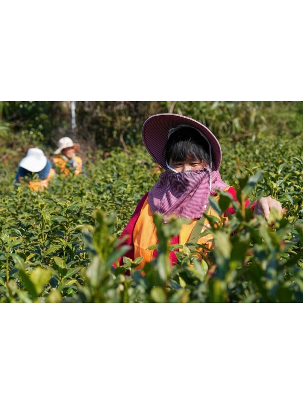 Cueillette de thé au Jiangsu