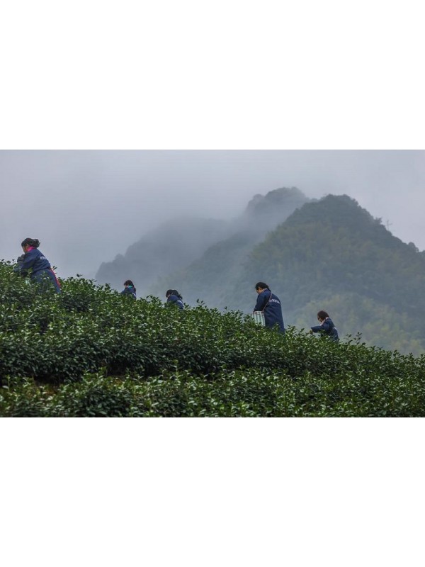 plantation au Zhejiang
