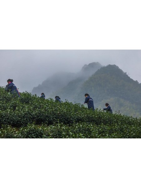 plantation au Zhejiang