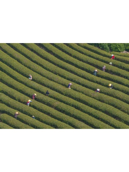 Plantation au Zhejiang