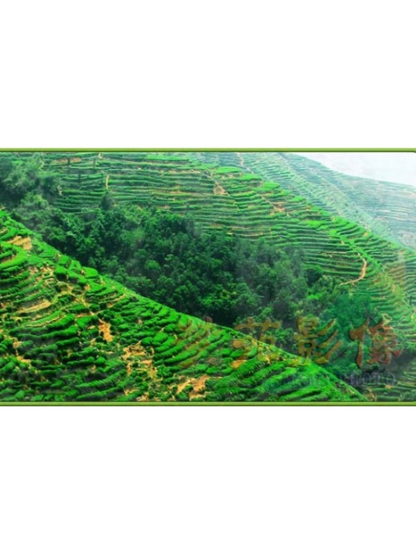 Plantation en Anxi