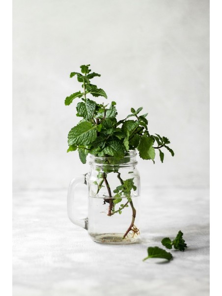 Feuilles de menthe