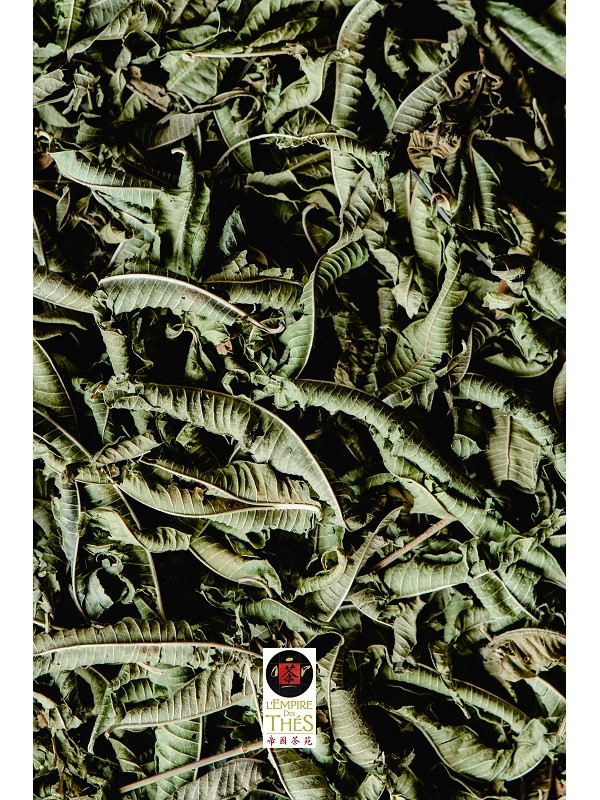 Feuilles de Verveine
