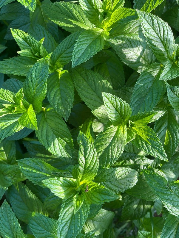 Bouquet de menthe