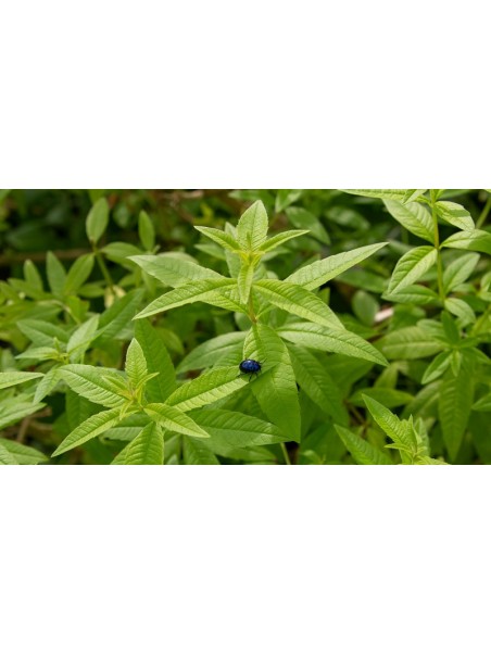 Verveine