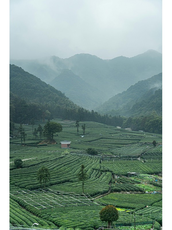 Champ de thé au Yunnan