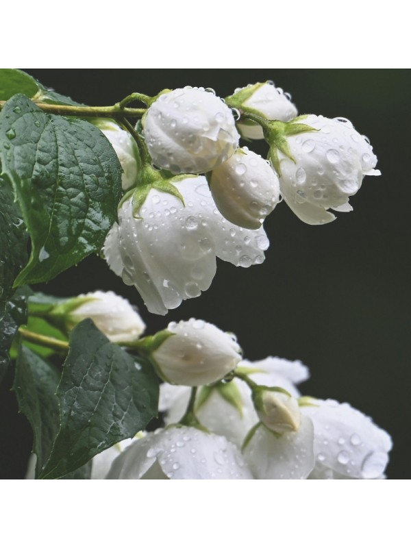 Fleurs de Jasmin