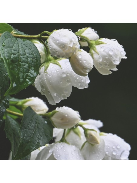 Fleurs de Jasmin