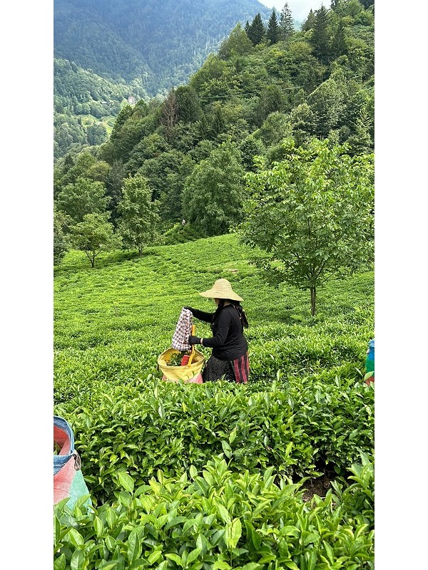 Champ de thé au Yunnan