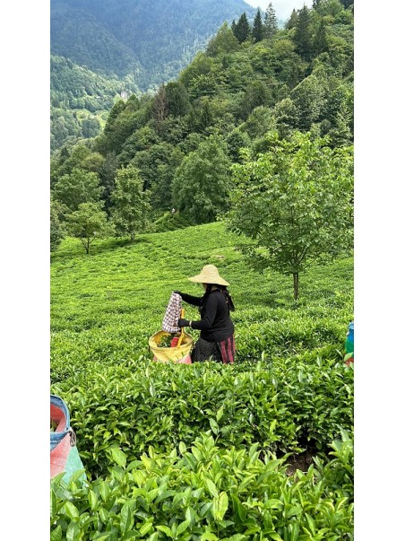 Champ de thé au Yunnan