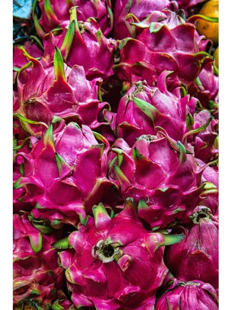 Pitaya