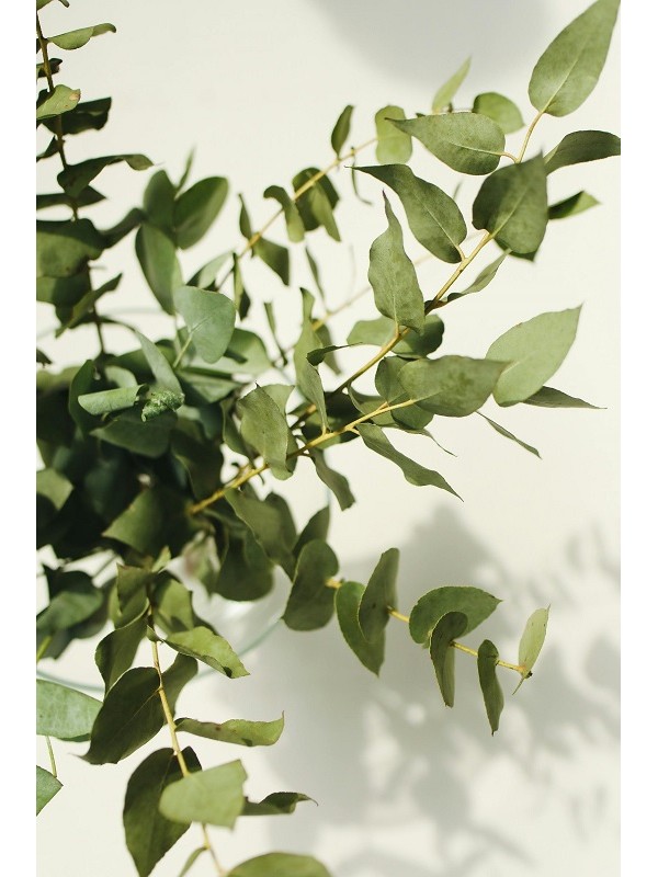 feuilles d'eucalyptus