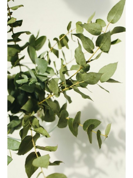 feuilles d'eucalyptus