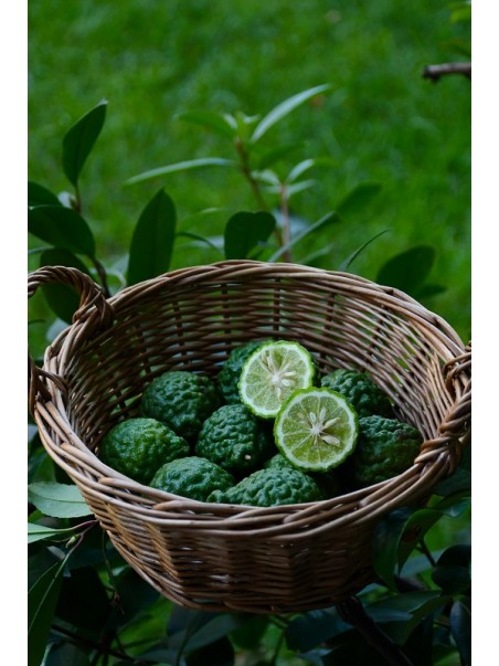 Bergamote