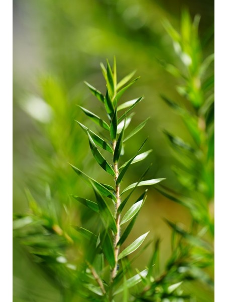 Rooibos