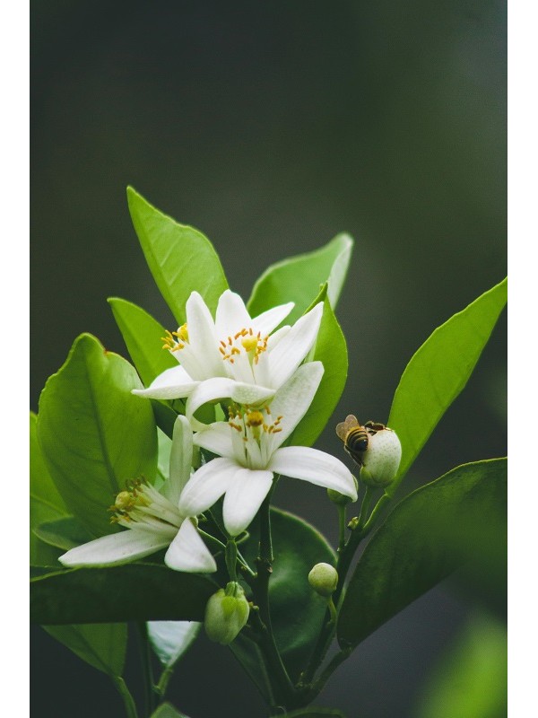 fleur d'oranger