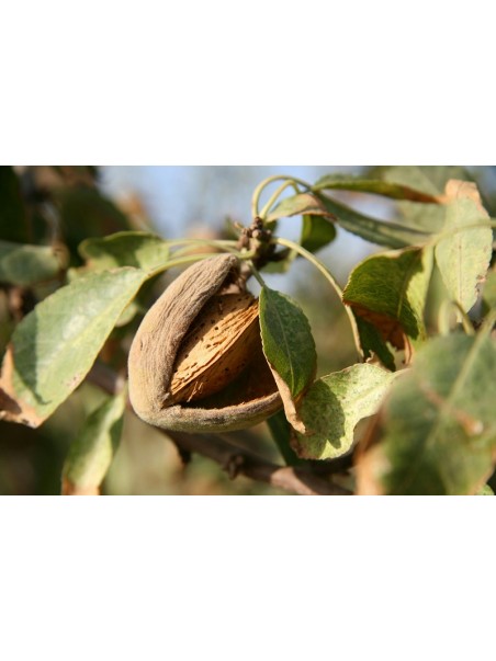 amandes