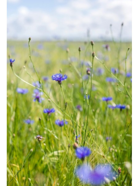 Bleuets