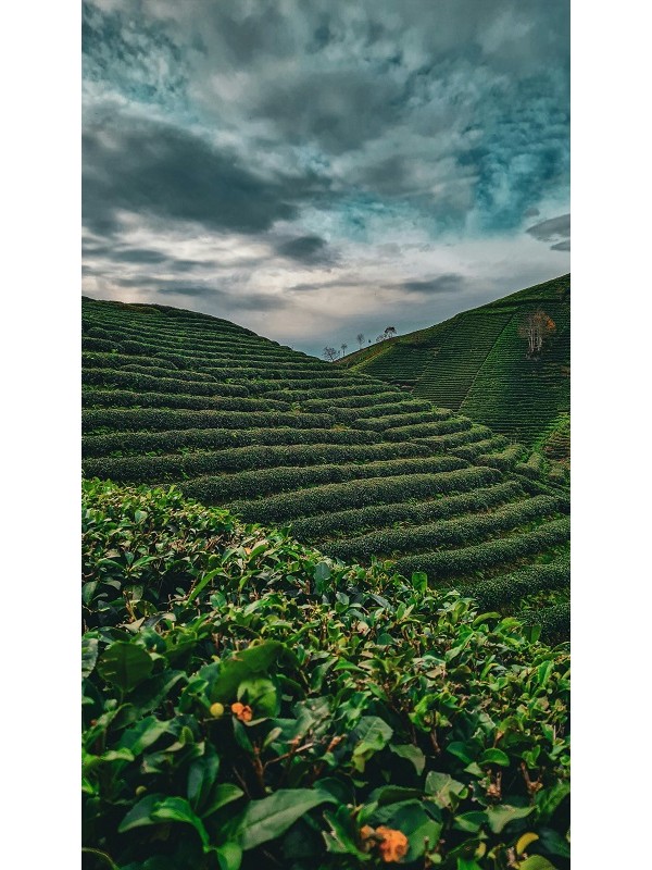 plantation au Fujian