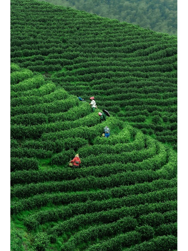 Plantation de thé en Anhui