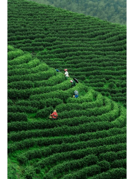Plantation de thé en Anhui