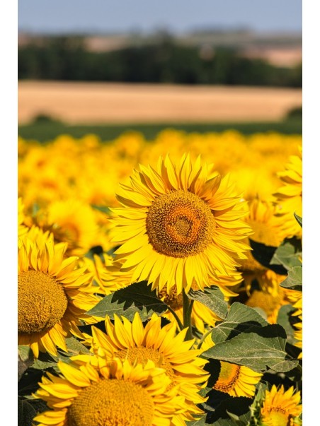 tournesol