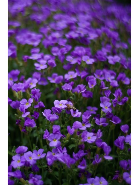 violette