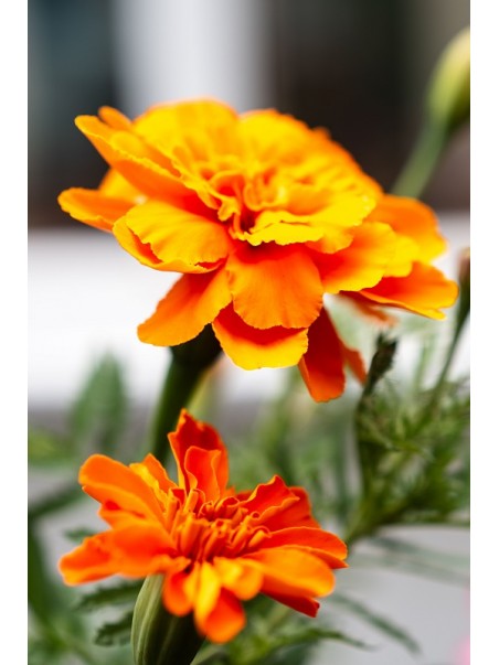 fleurs de soucis