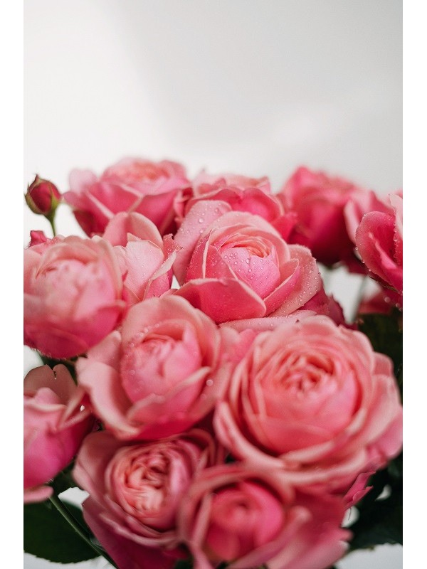 roses